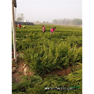 供塑料布、大棚膜、加厚塑料布、農用薄膜、保溫防水、裝修塑料布