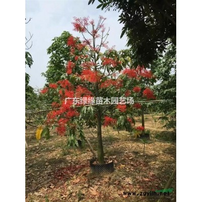 基地大量盆架子供應。歡迎致電咨詢