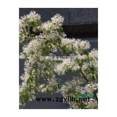 植物浮島(浮床) 口徑17公分的