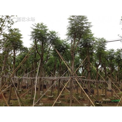 供應50-60高非洲茉莉