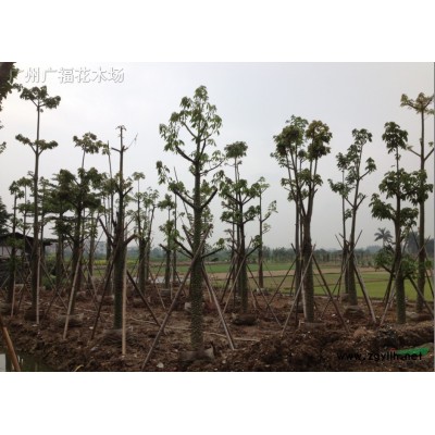 供應(yīng)菠蘿蜜（大樹菠蘿）