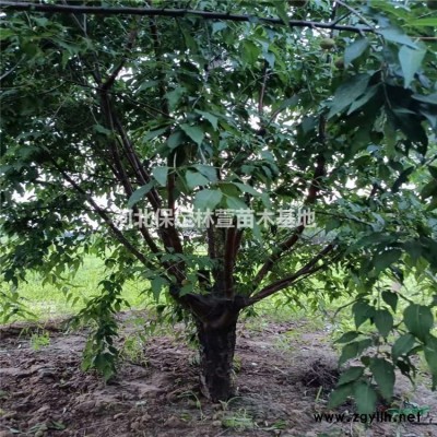 河北保定低價(jià)出售1.5米金葉榆球，金葉榆球基地