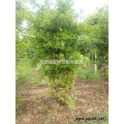 *爬地柏，爬地柏農戶直銷，河北*爬地柏低價處理