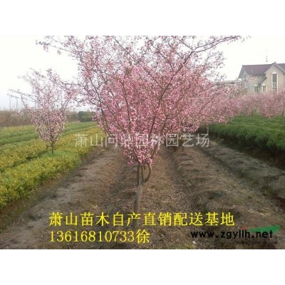 蕭山花木集成供應商：水蠟球/紅葉石楠球/金森女貞球/紅繼木球