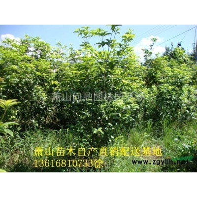 蕭山 常春藤長春藤 自產直銷配送供應報價