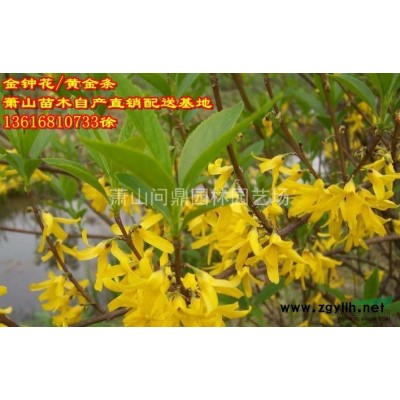 浙江地區大吳風草直銷供應報價