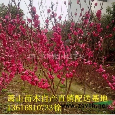 浙江地區供應豐花月季直銷報價