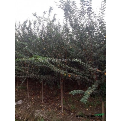 浙江紅梅\嵊州紅梅基地\浙江嵊州紅梅價格