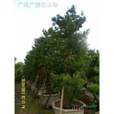 長期供應(yīng)兩米直徑以上，秋楓小葉榕，菩提榕，高山榕，高度13米