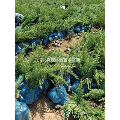 黃金槐苗圃專供8-10-12-15-18黃金槐，質(zhì)優(yōu)價(jià)廉歡迎選購(gòu)