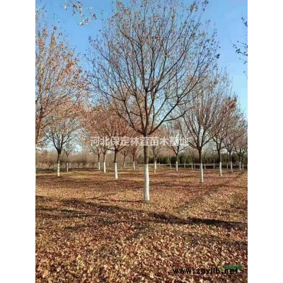 10公分山桃，河北保定，10-12公分山桃質(zhì)優(yōu)價(jià)廉