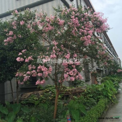 紅葉石楠 金森女貞 紅花繼木