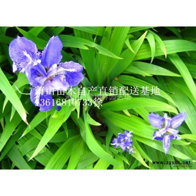 蕭山 垂絲海棠 自產直銷配送供應報價