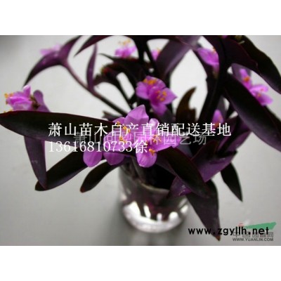 浙江地區(qū)水果蘭直銷報價供應(yīng)