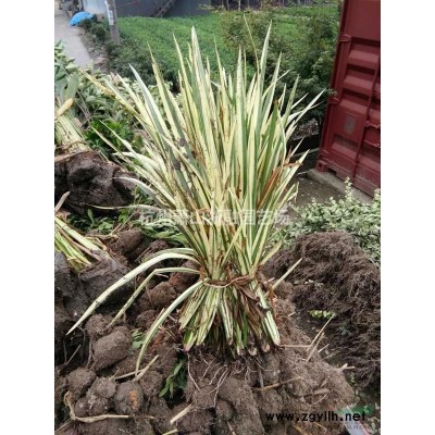 浙江地區吉祥草供應直銷報價