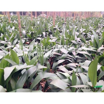 浙江地區供應金盞菊直銷報價