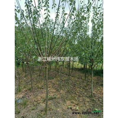 5-10公分紅梅*新供應/紅梅實圖