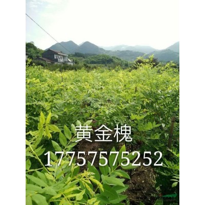 精品優(yōu)質(zhì)樂昌含笑/浙江樂昌含笑