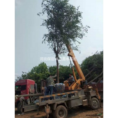 15公分山桃，自家苗圃低價(jià)處理，河北保定