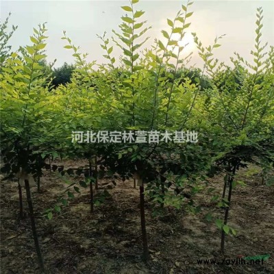 10公分金葉榆，河北保定，質優(yōu)價廉