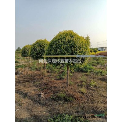 8公分千頭椿 河北保定超低價出售