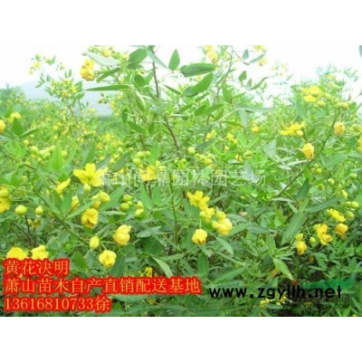 蕭山常夏石竹/福祿考/鼠尾草/馬鞭草/銀葉菊/五色梅/鴨趾草