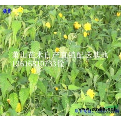 蕭山 金邊扶芳藤 自產直銷供應配送報價