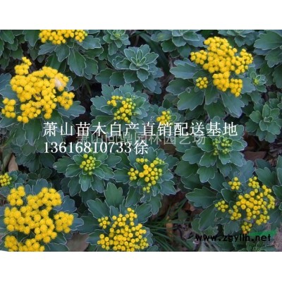 蕭山 蜀檜塔柏檜柏圓柏 自產(chǎn)直銷配送基地供應(yīng)報價