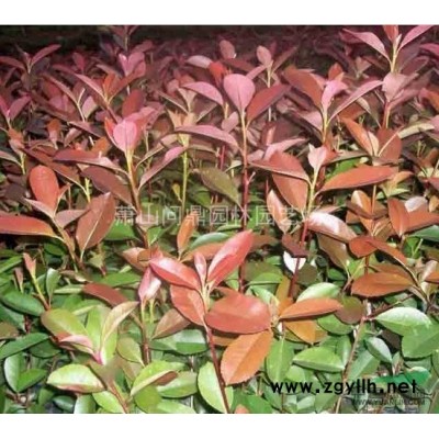 浙江地區福祿考直銷供應報價