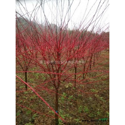 四季桂、全冠四季桂、精品四季桂