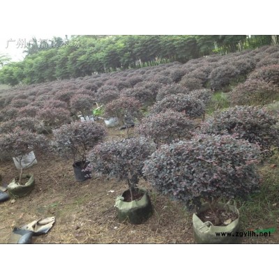 供應(yīng)高山榕4米直徑