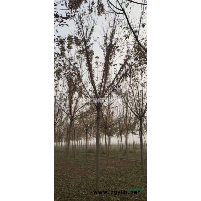 蘭歡 山桃 河北山桃苗木 8公分山桃價(jià)格 花樹(shù)山桃