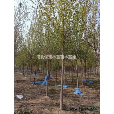 10公分山桃，河北保定低價(jià)處理，10-12公分山桃質(zhì)優(yōu)價(jià)廉