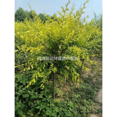 河北保定刺槐低價處理10-18公分刺槐自家苗圃