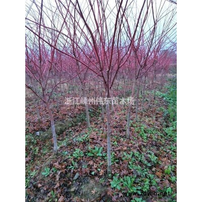 優(yōu)質(zhì)精品紅楓、規(guī)格*量大