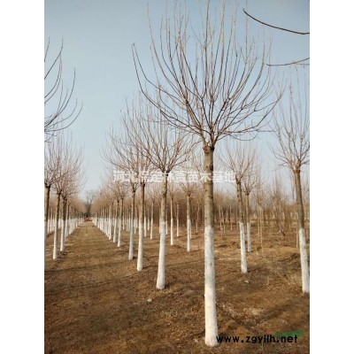 蘭歡 精品山桃 10公分山桃價(jià)格 河北山桃廠家 山桃價(jià)格