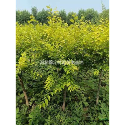 含淚處理沙地柏- 農戶直銷 -河北保定*沙地柏低價處理