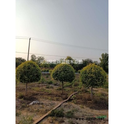 河北保定香花槐低價處理8-15公分嫁接香花槐自家苗圃