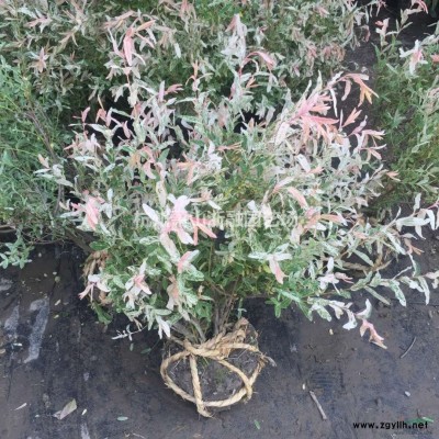 H80～90*P40～50瓜子黃楊球