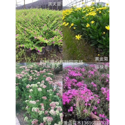 蕭山花木供應鏈服務商：無刺枸骨球/再力花/傘房決明/熊掌木