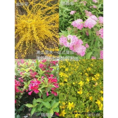 蕭山花灌木集成服務商：花葉女貞/金邊胡禿子/灑金柏/扶芳藤