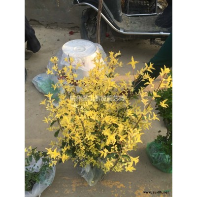 蕭山苗木一站式集成供應(yīng)商：叢生八角金盤(pán)/木芙蓉/蜀會(huì)/塔柏