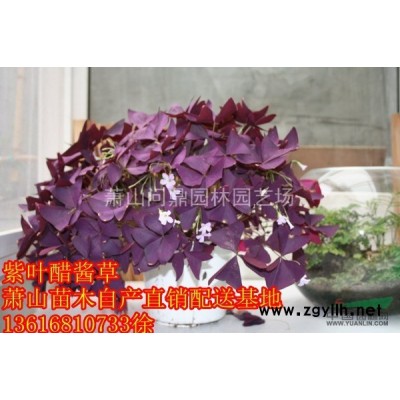 蕭山 花葉蔓常春 自產直銷配送基地供應報價