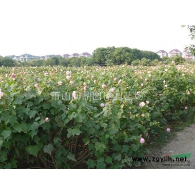 蕭山 盤槐龍爪槐自產(chǎn)直銷供應(yīng)報價