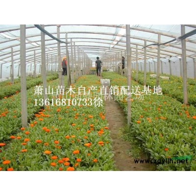 蕭山苗木一站式供應(yīng)鏈服務(wù)商：夾竹桃/花石榴/木槿/貼梗海棠