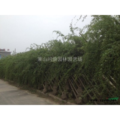 浙江地區(qū)一葉蘭直銷供應(yīng)報價