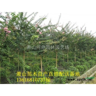 蕭山苗木一站式供應(yīng)鏈服務(wù)商：扶芳藤/常春藤/花葉蔓/爬山虎