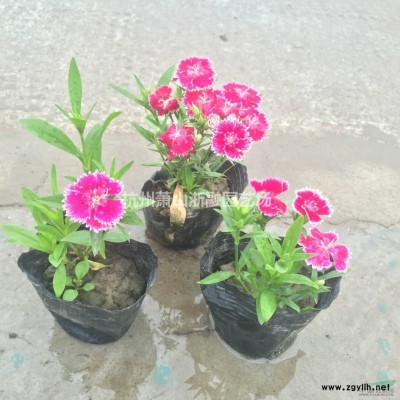 浙江蕭山地區常綠萱草直銷供應報價