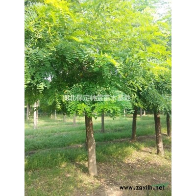 蘭歡 河北山桃價格 12公分山桃樹基地批發(fā) 山桃樹苗