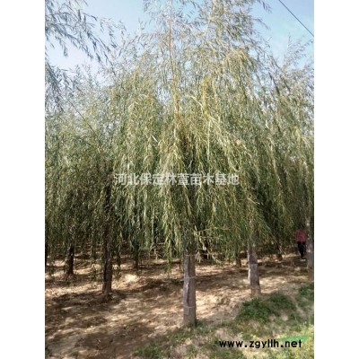 4公分金葉榆，河北保定4公分金葉榆樹(shù)苗低價(jià)處理